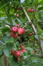 rozwinięte drzewo jabłoni