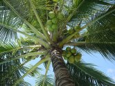 kokosy